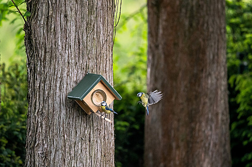 Transform Your Balcony into a Bird Haven